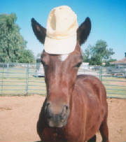 emmilleesportingabaseballhatoct2008.jpg