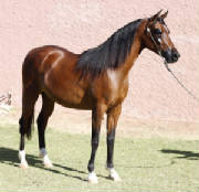 horse0011.jpg